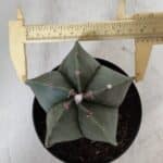 ASTROPHYTUM MYRIOSTIGMA  Nº 931 – vaso 11