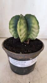 ASTROPHYTUM MYRIOSTIGMA "Variegata" Nº 930 – vaso 15 - Imagem 2