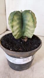 ASTROPHYTUM MYRIOSTIGMA "Variegata" Nº 930 – vaso 15 - Imagem 9