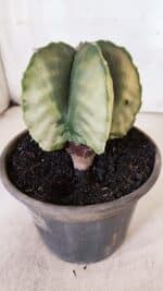 ASTROPHYTUM MYRIOSTIGMA "Variegata" Nº 930 – vaso 15 - Imagem 8