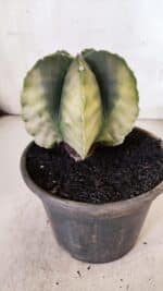 ASTROPHYTUM MYRIOSTIGMA "Variegata" Nº 930 – vaso 15 - Imagem 7