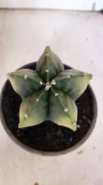 ASTROPHYTUM MYRIOSTIGMA "Variegata" Nº 930 – vaso 15 - Imagem 3