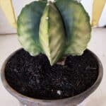 ASTROPHYTUM MYRIOSTIGMA "Variegata" Nº 930 – vaso 15