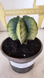 ASTROPHYTUM MYRIOSTIGMA "Variegata" Nº 930 – vaso 15