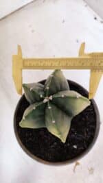 ASTROPHYTUM MYRIOSTIGMA "Variegata" Nº 930 – vaso 15 - Imagem 5