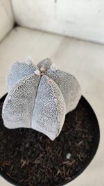 ASTROPHYTUM MYRIOSTIGMA Onzuka  Nº 392 – vaso 15 - Imagem 10