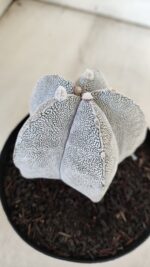 ASTROPHYTUM MYRIOSTIGMA Onzuka  Nº 392 – vaso 15 - Imagem 8