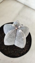 ASTROPHYTUM MYRIOSTIGMA Onzuka  Nº 392 – vaso 15 - Imagem 6