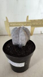 ASTROPHYTUM MYRIOSTIGMA Onzuka  Nº 392 – vaso 15 - Imagem 4