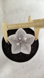 ASTROPHYTUM MYRIOSTIGMA Onzuka  Nº 392 – vaso 15