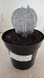 ASTROPHYTUM MYRIOSTIGMA Onzuka  Nº 392 – vaso 15 - Imagem 2