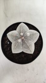 ASTROPHYTUM MYRIOSTIGMA Onzuka  Nº 392 – vaso 15 - Imagem 3