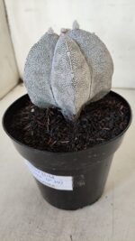 ASTROPHYTUM MYRIOSTIGMA Onzuka  Nº 392 – vaso 15 - Imagem 9