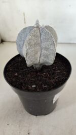 ASTROPHYTUM MYRIOSTIGMA Onzuka  Nº 392 – vaso 15 - Imagem 11