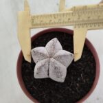 ASTROPHYTUM MYRIOSTIGMA Onzuka  Nº 720 – vaso 11