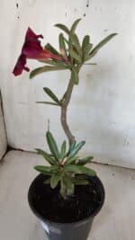 Planta Simples 2940 – 30cm – 02 anos - Imagem 5