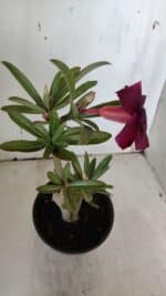 Planta Simples 2940 – 30cm – 02 anos - Imagem 4