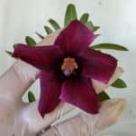 Planta Simples 2940 – 30cm – 02 anos