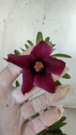 Planta Simples 2940 – 30cm – 02 anos