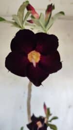 Planta Simples 2941 – 50cm – 03 anos - Imagem 3