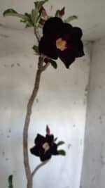 Planta Simples 2941 – 50cm – 03 anos