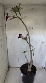 Planta Simples 2941 – 50cm – 03 anos - Imagem 7