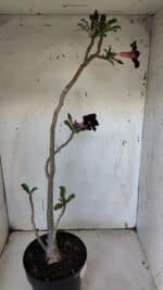 Planta Simples 2941 – 50cm – 03 anos - Imagem 6