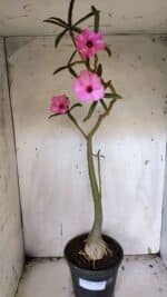 Planta Simples 2942 – 50cm – 04 anos - Imagem 2