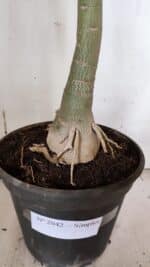 Planta Simples 2942 – 50cm – 04 anos - Imagem 7