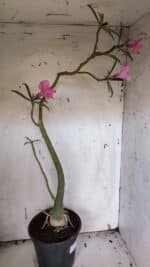 Planta Simples 2942 – 50cm – 04 anos - Imagem 6