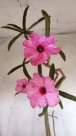 Planta Simples 2942 – 50cm – 04 anos