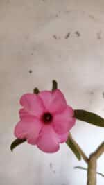 Planta Simples 2942 – 50cm – 04 anos - Imagem 4