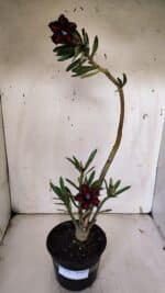 Planta Simples 2943 – 35cm – 03 anos - Imagem 2