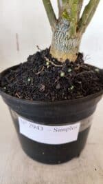 Planta Simples 2943 – 35cm – 03 anos - Imagem 7