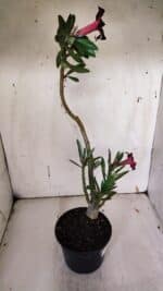 Planta Simples 2943 – 35cm – 03 anos - Imagem 6