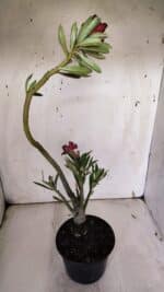 Planta Simples 2943 – 35cm – 03 anos - Imagem 5