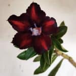 Planta Simples 2943 – 35cm – 03 anos