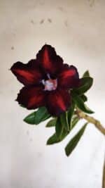 Planta Simples 2943 – 35cm – 03 anos