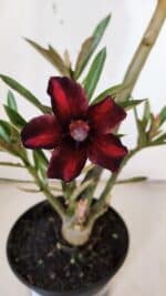 Planta Simples 2943 – 35cm – 03 anos - Imagem 4