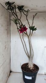 Planta Simples 2944 – 60cm – 04 anos - Imagem 2