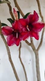 Planta Simples 2944 – 60cm – 04 anos