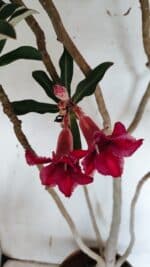 Planta Simples 2944 – 60cm – 04 anos - Imagem 4