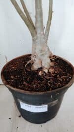 Planta Simples 2944 – 60cm – 04 anos - Imagem 9