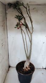 Planta Simples 2944 – 60cm – 04 anos - Imagem 8