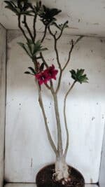 Planta Simples 2944 – 60cm – 04 anos - Imagem 6