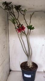 Planta Simples 2944 – 60cm – 04 anos - Imagem 5