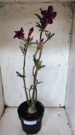 Planta Simples 2945 – 55cm – 04 anos - Imagem 2