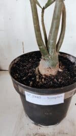 Planta Simples 2945 – 55cm – 04 anos - Imagem 7