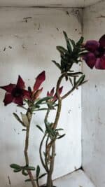 Planta Simples 2945 – 55cm – 04 anos - Imagem 4