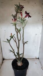 Planta Simples 2945 – 55cm – 04 anos - Imagem 6